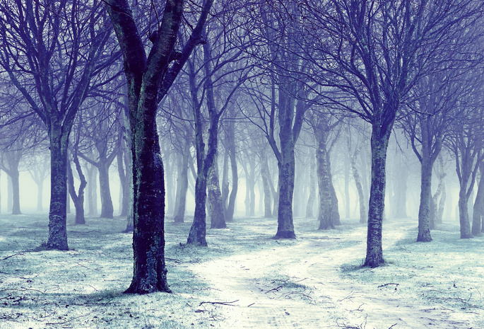 голые, дорога, снег, зима, зима, деревья, Природа
