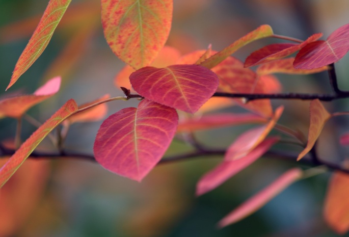 листья, веточки, осень, фото