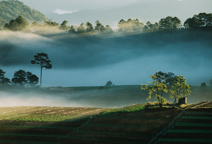 холмы, плантации, туман, утро, Тибет, фото