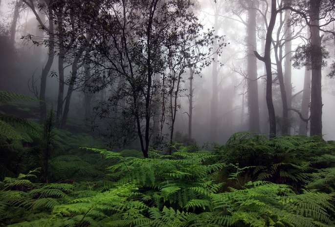 природа, зелень, лес, папоротники, туман, утро