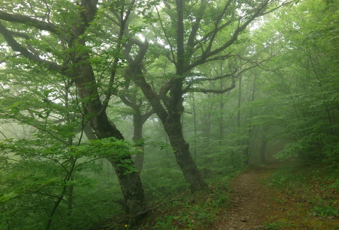 лес, деревья, туман, весна, Крым, фото