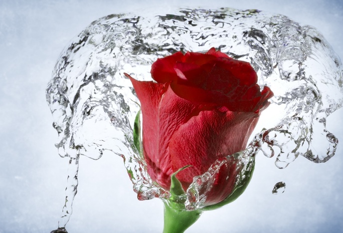 роза, вода, красиво
