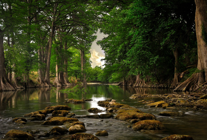 природа, зелень, лес, вода. река