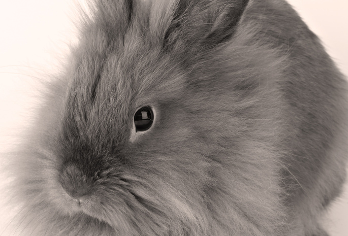 кролик, серый, пушистый, белый фон