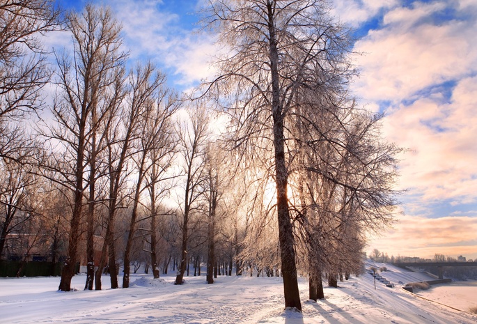 nature, landscape, bright, festive, pathway, forest, belarus, chill december, Winter background
