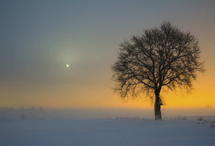 природа, зима, снег, дерево, деревья, мгла, утро, туман
