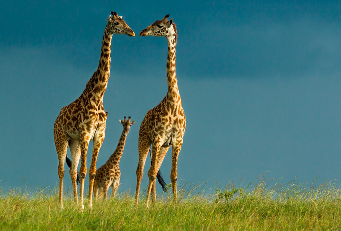 природа, Африка, день, животные, обои, жираф