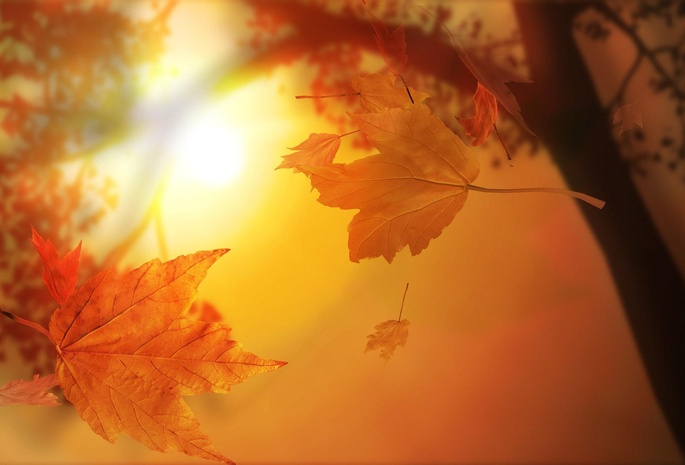 осень, ствол, листья, свет, размытость, золотистые