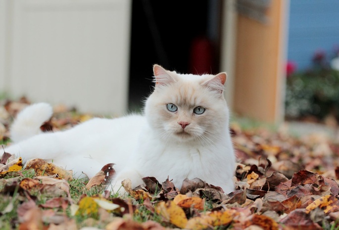 кот, белый, листья