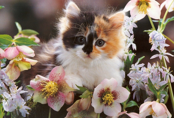 котёнок, цветы, няша
