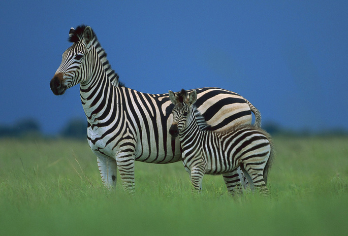природа, животные, зебры, зебра, африка, экология, обои, фон