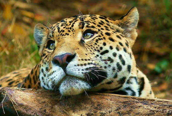 большие кошки, леопард, глаза