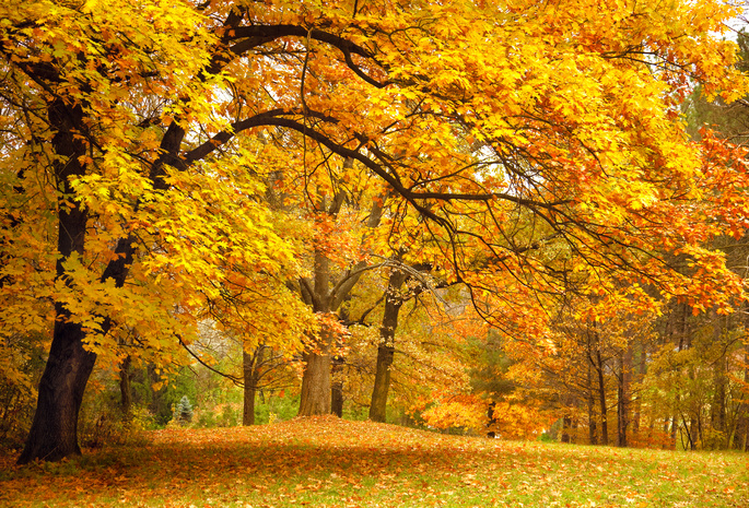 деревья, желтые, Осень, лес, поляна, листья, ветки, парк