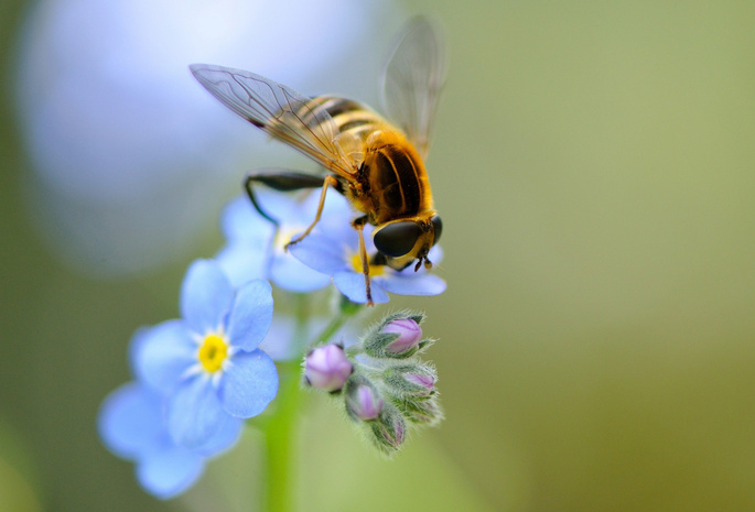 пчела, насекомое, цветок