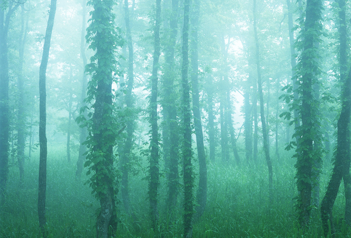 лес, трава, туман, зеленые, фото
