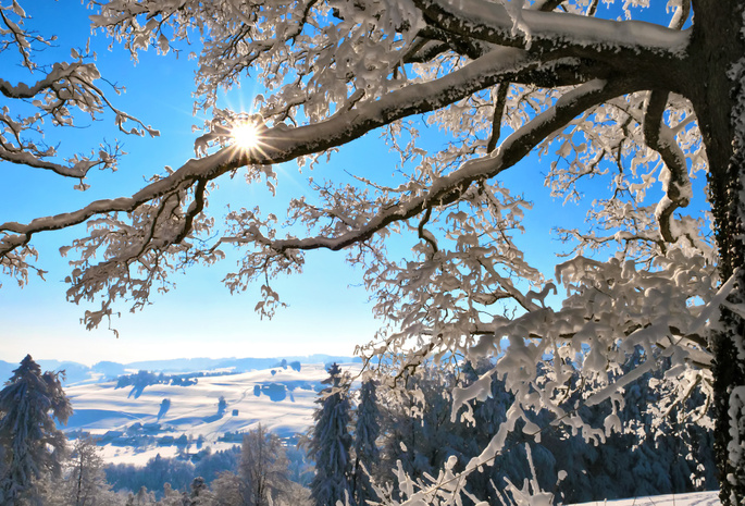 дерево, солнце, швейцария, снег, ветки, горы, Зима