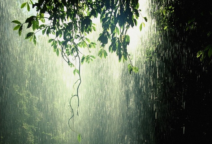 ветка, дерево, листья, дождь