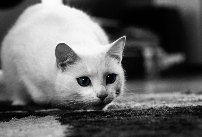 кошка, кот, белая, глаза, белая кошка