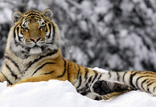 зима, Mashka in winter, тигр