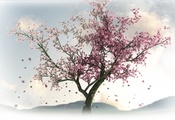 весна, Сакура, цветы, дерево