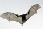 летучая мышь, белый, tim flach, Мышь, bat, national geographic летучая мышь, белый, tim flach, Мышь, bat, national geographic