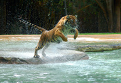 tiger, jump, прыжок, Тигр, water, лапа, вода, powerful animal