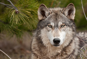 волк, суровый взгляд, хищник, Wolf