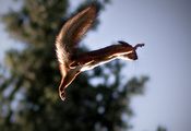 белка, прыжок, полёт, Squirrel