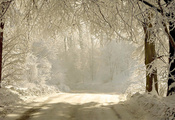 деревья, ветки, Зима, свет, дорога, снег, природа