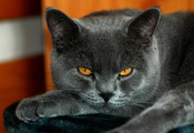 Кот, желтые глаза, британский, серый окрас