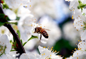 насекомое, ветка, весна, Пчела, цветы, природа, вишня, лепестки, красота, б ...