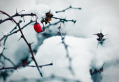 ягода, лед, Ветки, шиповник, колючки, снег