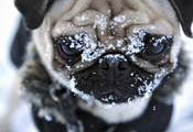 зима, милое личико, мопс, Морда, глазища, снег, пес