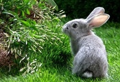трава, природа, Кролик