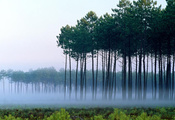 рассвет, пейзаж, Сосны, туман, деревья рассвет, пейзаж, Сосны, туман, деревья