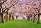 лепестки, розовая, цветение, деревья, Spring blossom, весна, красота, аллея