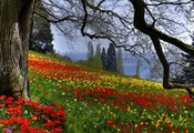 весна, тюльпаны, природа, Цветы, ветки, дерево