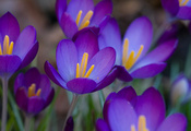весна, Крокусы, пурпурный, первоцвет, фиолетовый, цветы, макро