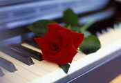 Цветок, пианино, роза