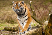 Дикие кошки, сибирские тигры, животные, природа