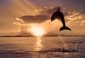 цвет, прыжок, море, природа, Дельфин