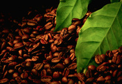зерно, чёрный, листья, кофе, листки, Макро, зёрна
