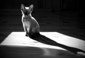 котёнок, тень, монохром, пол, Кот, кошка, силуэт котёнок, тень, монохром, пол, Кот, кошка, силуэт