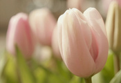 цветок, нежность, розовый, бутон, макро, весна, Тюльпан