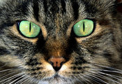 кошка, зеленые, глаза, морда, Кот, шерсть, усы, нос, полосатый, пятно окрас