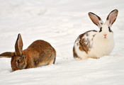 снег, Животные, two rabbits in the snow, кролики