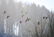 туман, природа, весна, утро, Птицы