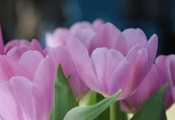 Тюльпаны, тюльпан, лепестки. розовые, весна, цветы