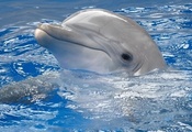 Дельфин, серый, вода, , голубая