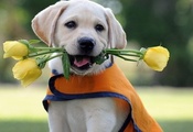 Собака, цветы, ретривер, лабрадор, щенок, розы